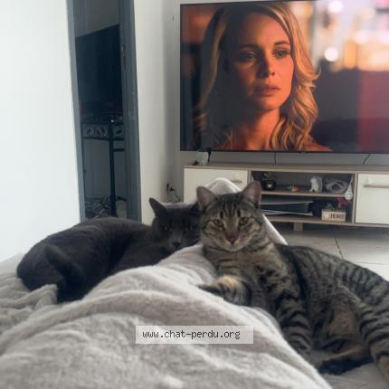 Foto 1/1 Tigrou Chat perdido en Villelongue de la salanque