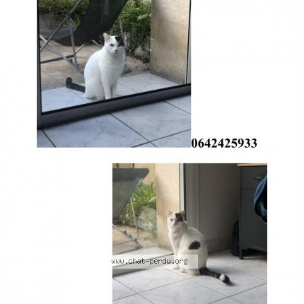 Foto 1/1 Snoop Chat perdido en Bordeaux