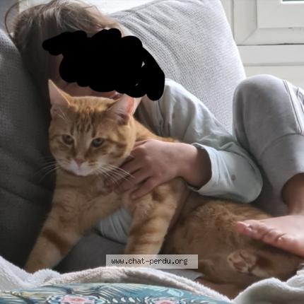 Foto 1/1 Foufou Chat perdido en St brieuc