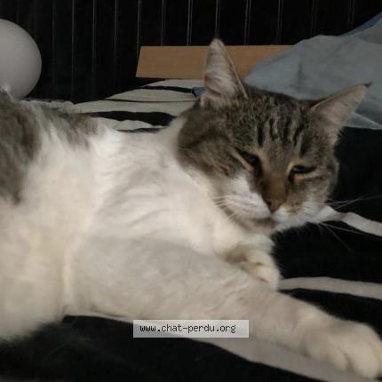 Foto 1/3 Bounty Chat perdido en Vaulx milieu