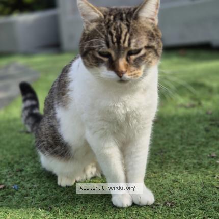 Foto 2/3 Bounty Chat perdido en Vaulx milieu