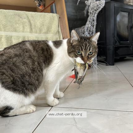 Foto 3/3 Bounty Chat perdido en Vaulx milieu