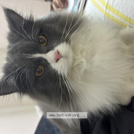 Foto 1/1 Mano Chat perdido en Lahore