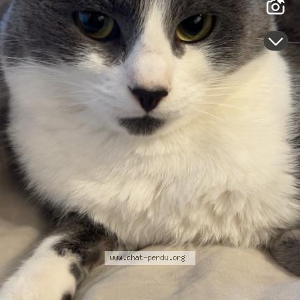 Foto 1/1 pilou Chat perdido en Tourcoing