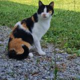 Foto del gato perdido en St Clement