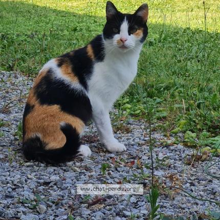 Foto 1/1 Louna Chat perdido en St clement