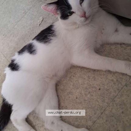 Foto 1/1 Gato encontrado Perdido en Lys haut layon