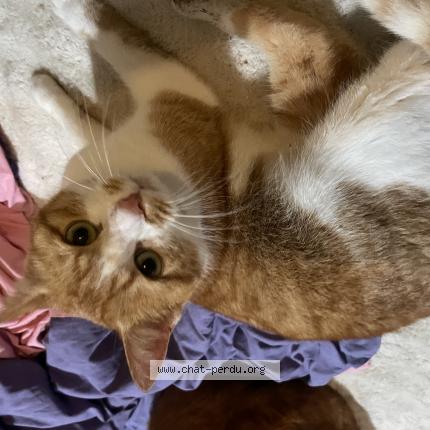 Foto 1/1 Luna Chat perdido en Saint dizier la tour