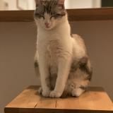 Foto del gato perdido en Marseille