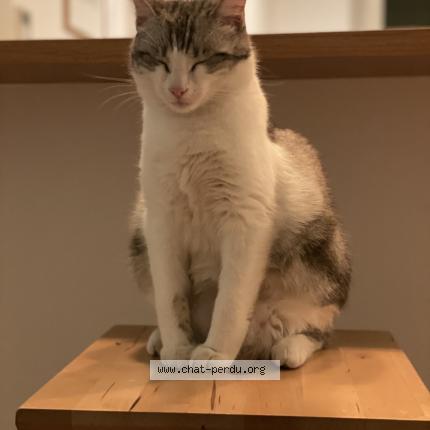 Foto 1/1 Pixelle Chat perdido en Marseille