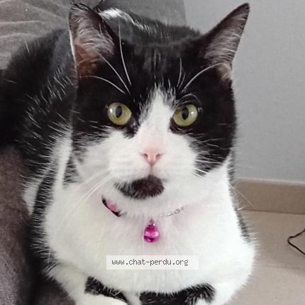 Foto 1/1 Murielle Gueguen Chat perdido en Parigny