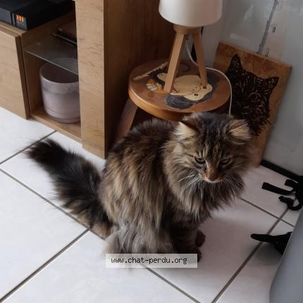 Foto 1/1 Cash Chat perdido en Figeac