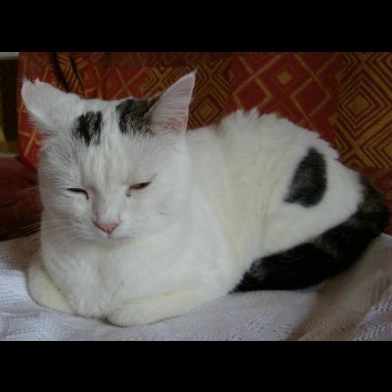 Foto 1/1 Aglaé Chat perdido en Graulhet