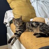 Foto del gato perdido en Rennes