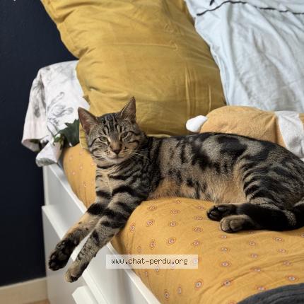 Foto 1/1 KIKI Chat perdido en Rennes