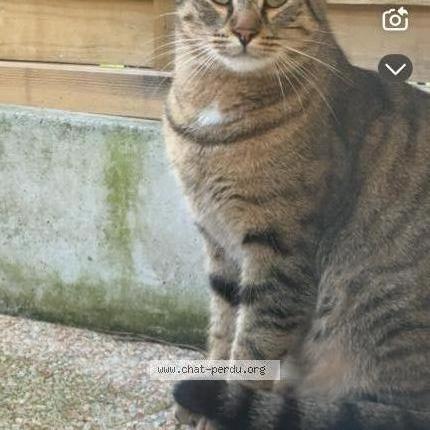 Foto 1/1 Cali Chat perdido en Toulouse