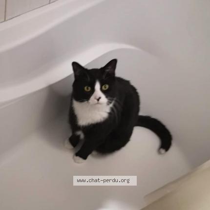 Foto 1/1 Wifi Chat perdido en Delson