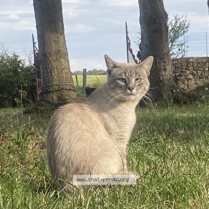 Foto 1/1 Sonic Chat perdido en Chalons du maine