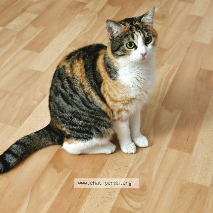 Foto 1/1 Cookie Chat perdido en Les mureaux