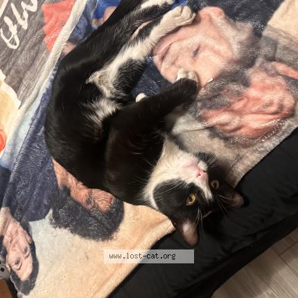 Foto 1/1 Felix Chat perdido en Casa grande