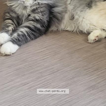 Foto 2/2 Gato encontrado Perdido en Pontoise