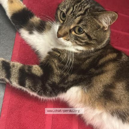 Foto 1/1 Pipper Chat perdido en Rechy