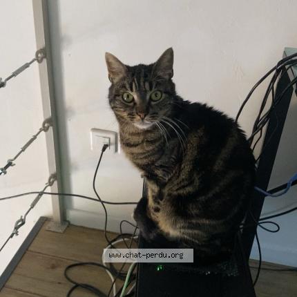 Foto 1/1 Titus Chat perdido en Cleppe