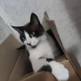 Foto del gato perdido en Longwy