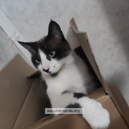 Foto 1/1 Pompon Chat perdido en Longwy