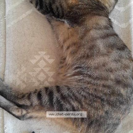 Foto 1/1 Bonnie Chat perdido en La garde