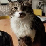 Foto del gato perdido en St Pierre Des Corps