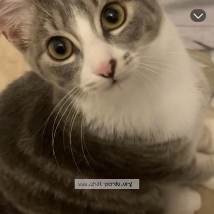 Foto 1/2 Noisette Chat perdido en Bruxelles