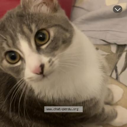 Foto 2/2 Noisette Chat perdido en Bruxelles