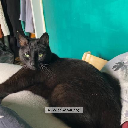 Foto 1/1 Vegeta Chat perdido en Vizille