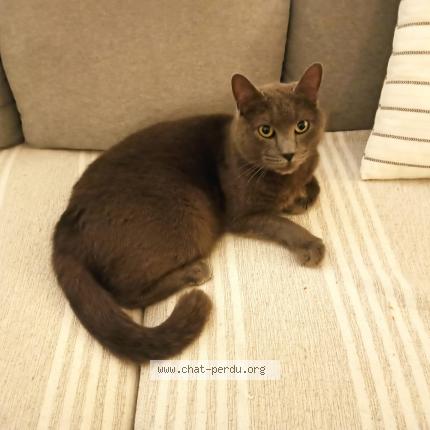 Foto 1/1 Jimmy Chat perdido en La garde