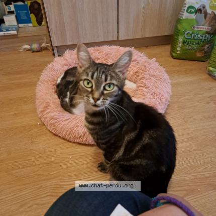 Foto 1/1 Tigresse Chat perdido en Tirepied