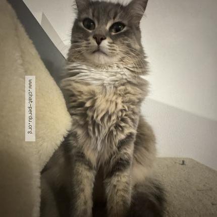 Foto 1/1 Bella Chat perdido en Ambares et lagrave