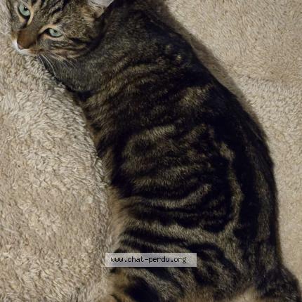 Foto 1/1 Upsy Chat perdido en Challes les eaux