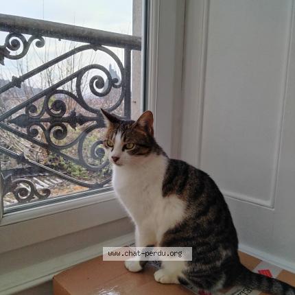Foto 1/1 Gato encontrado Encontrado en Le puy en velay