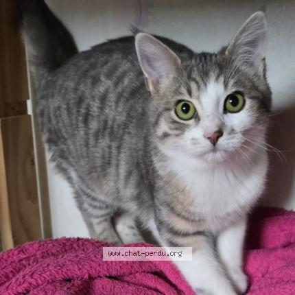 Foto 1/1 OHARA Chat perdido en Equeurdreville