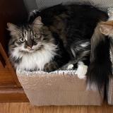 Foto del gato perdido en Fontvieille