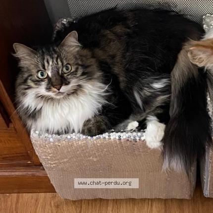 Foto 1/1 Nao Chat perdido en Fontvieille