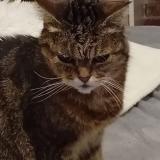 Foto del gato perdido en Givet