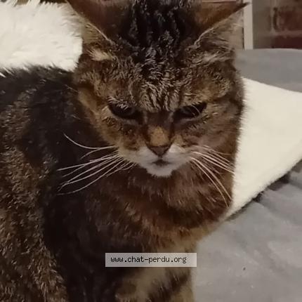 Foto 1/1 CREVETTE Chat perdido en Givet