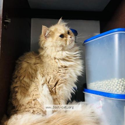 Foto 1/1 Mia Chat perdido en Trivandrum