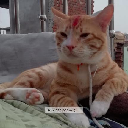 Foto 1/1 Chikoo Chat perdido en Jhansi