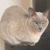 Foto del gato perdido en Les Arcs