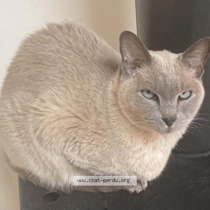 Foto 1/1 Coré Chat perdido en Les arcs