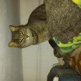 Foto del gato perdido en Saint Pompain