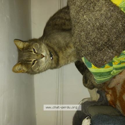 Foto 1/1 Lili Chat perdido en Saint pompain